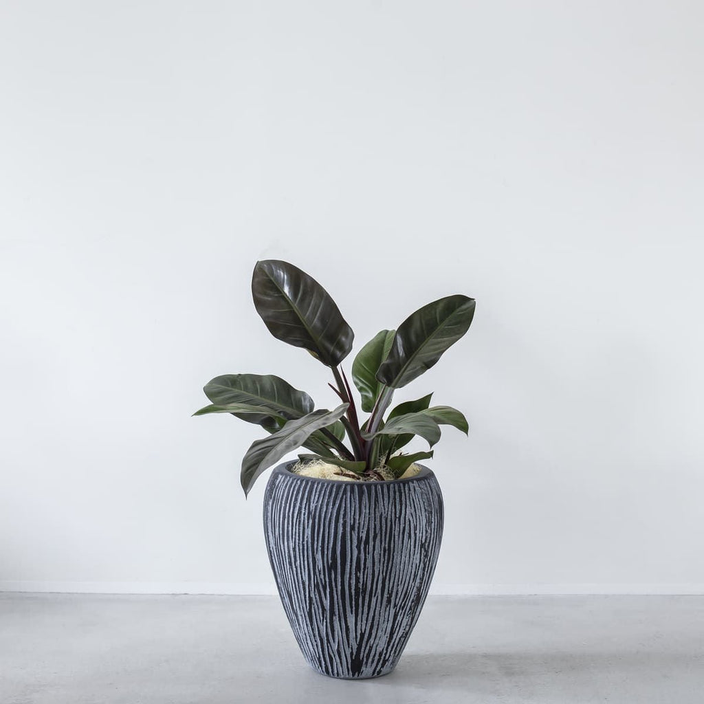 かなでもののセメントファイバーグラスを使用した縞模様のカービングが美しいシックモダンなブラックの壺型鉢の使用例