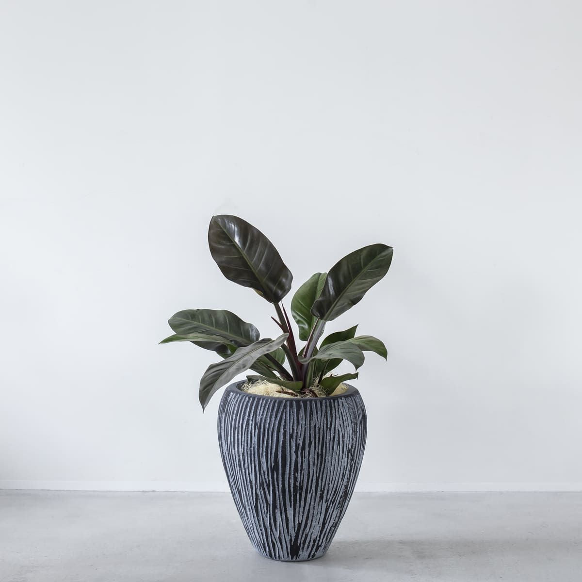 かなでもののセメントファイバーグラスを使用した縞模様のカービングが美しいシックモダンなブラックの壺型鉢の使用例