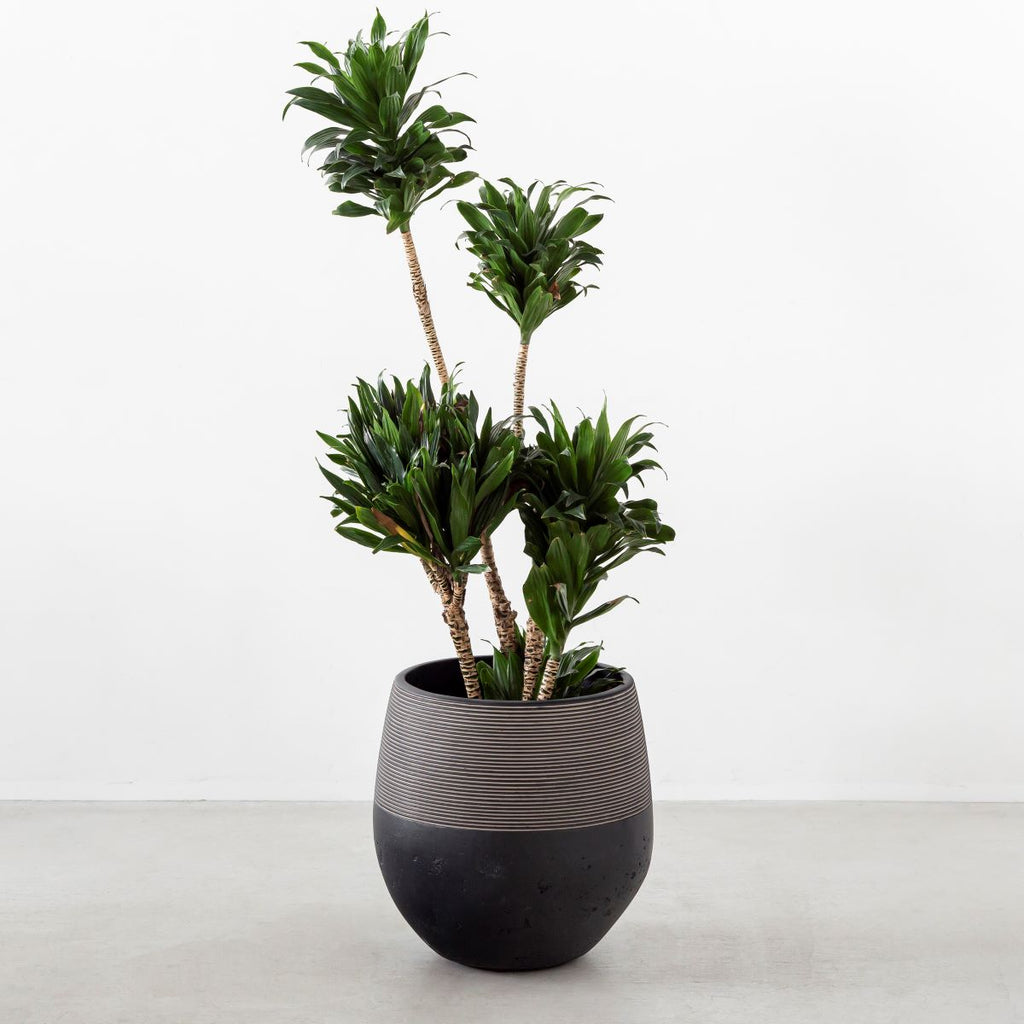 かなでもののファイバーセメントを使用したナチュラルモダンなブラックの大きめ鉢の使用例