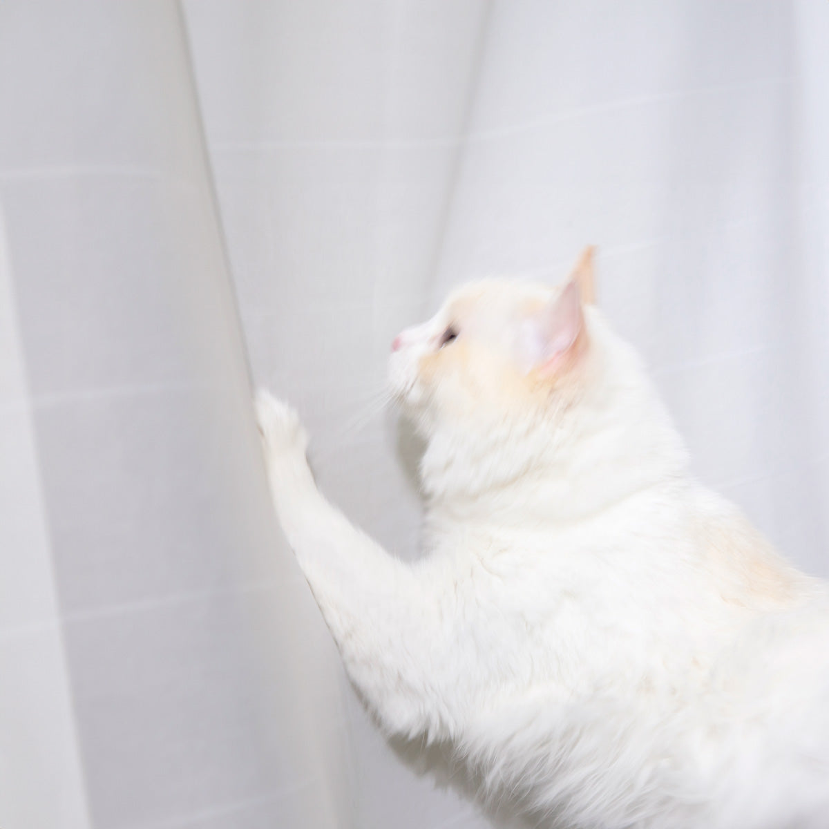 高密度に織り上げられた猫の爪が引っかかりにくいレースカーテン（使用例3）