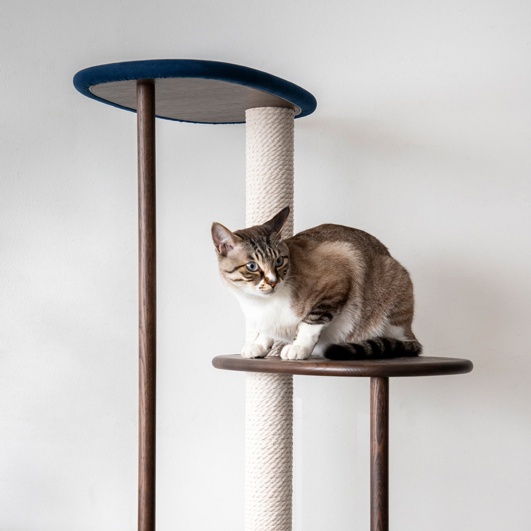 KARIMOKU CAT のミニマルモダンなブルー×モカブラウンカラーのキャットツリー（イメージ2）