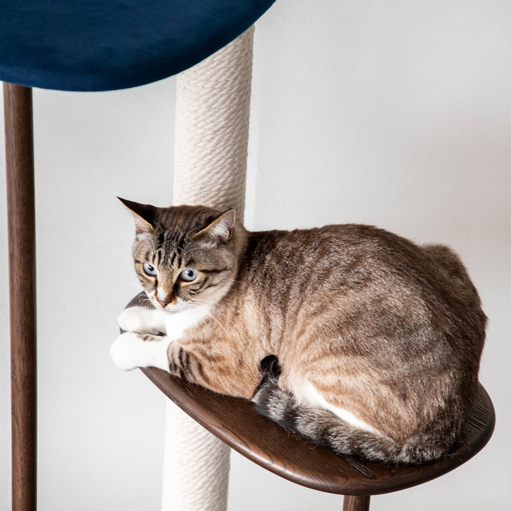 KARIMOKU CAT のミニマルモダンなブルー×モカブラウンカラーのキャットツリー（イメージ4）