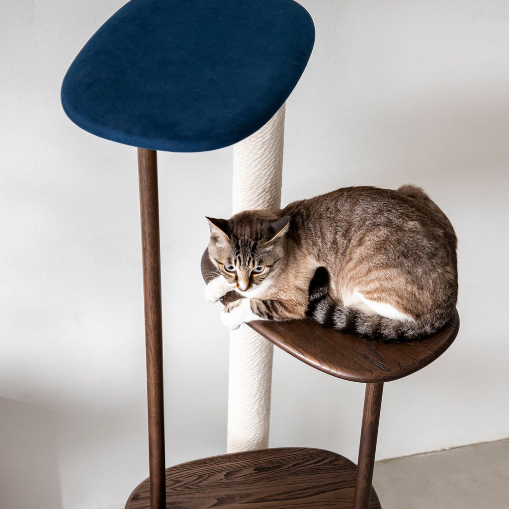 KARIMOKU CAT のミニマルモダンなブルー×モカブラウンカラーのキャットツリー（イメージ3）