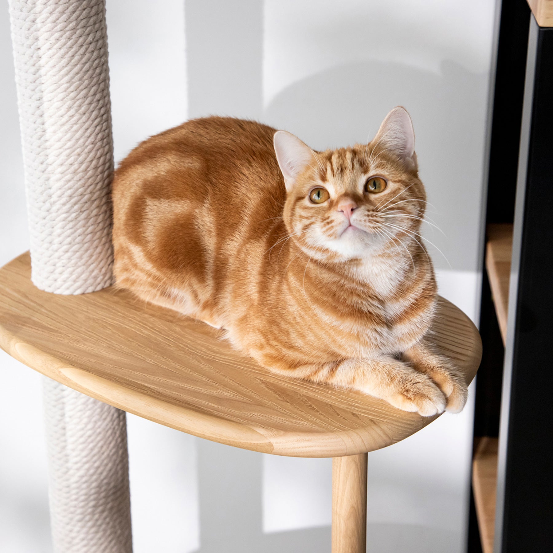 KARIMOKU CAT のミニマルモダンなライトグレー×ナチュラルカラーのキャットツリー（イメージ4）