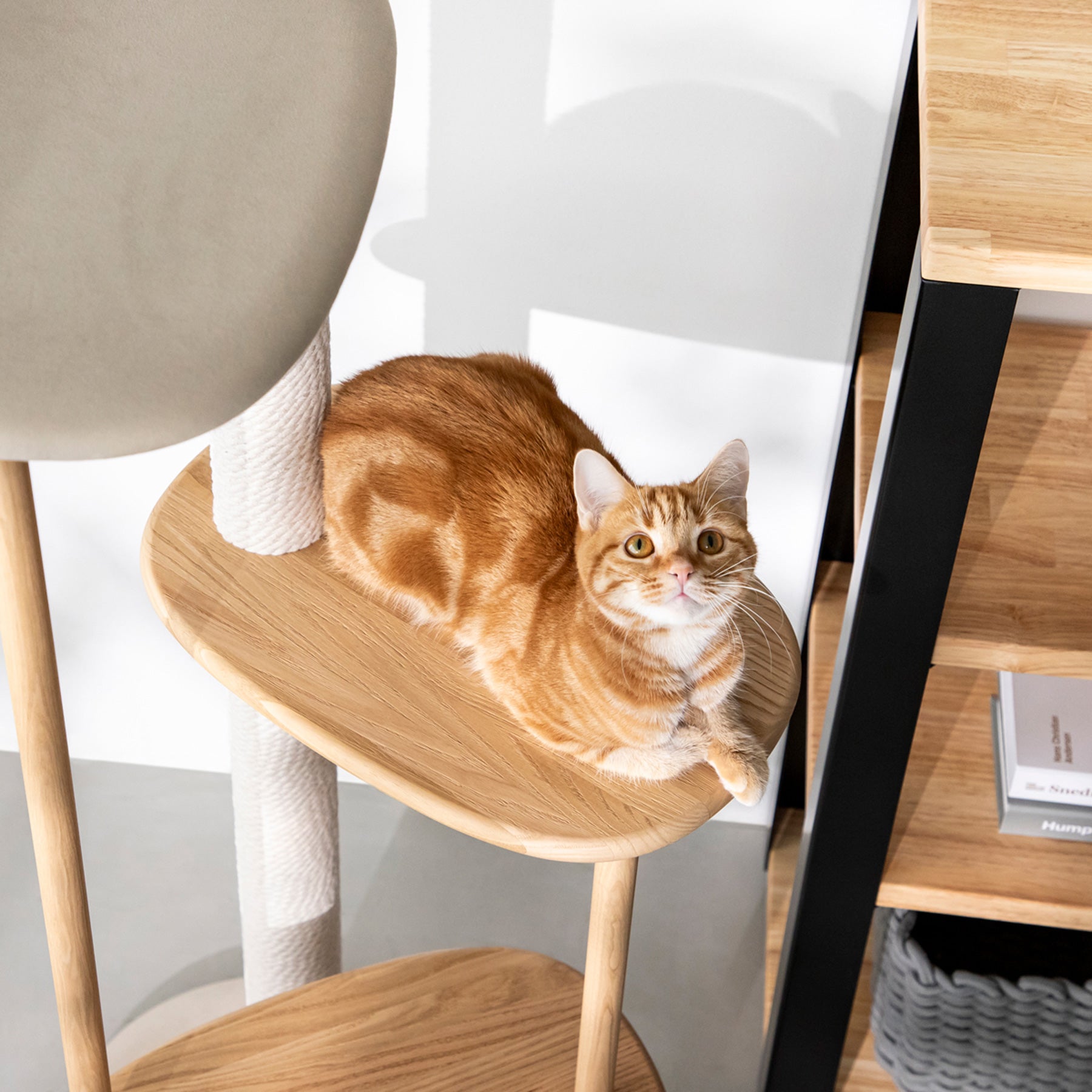 KARIMOKU CAT のミニマルモダンなライトグレー×ナチュラルカラーのキャットツリー（イメージ2）
