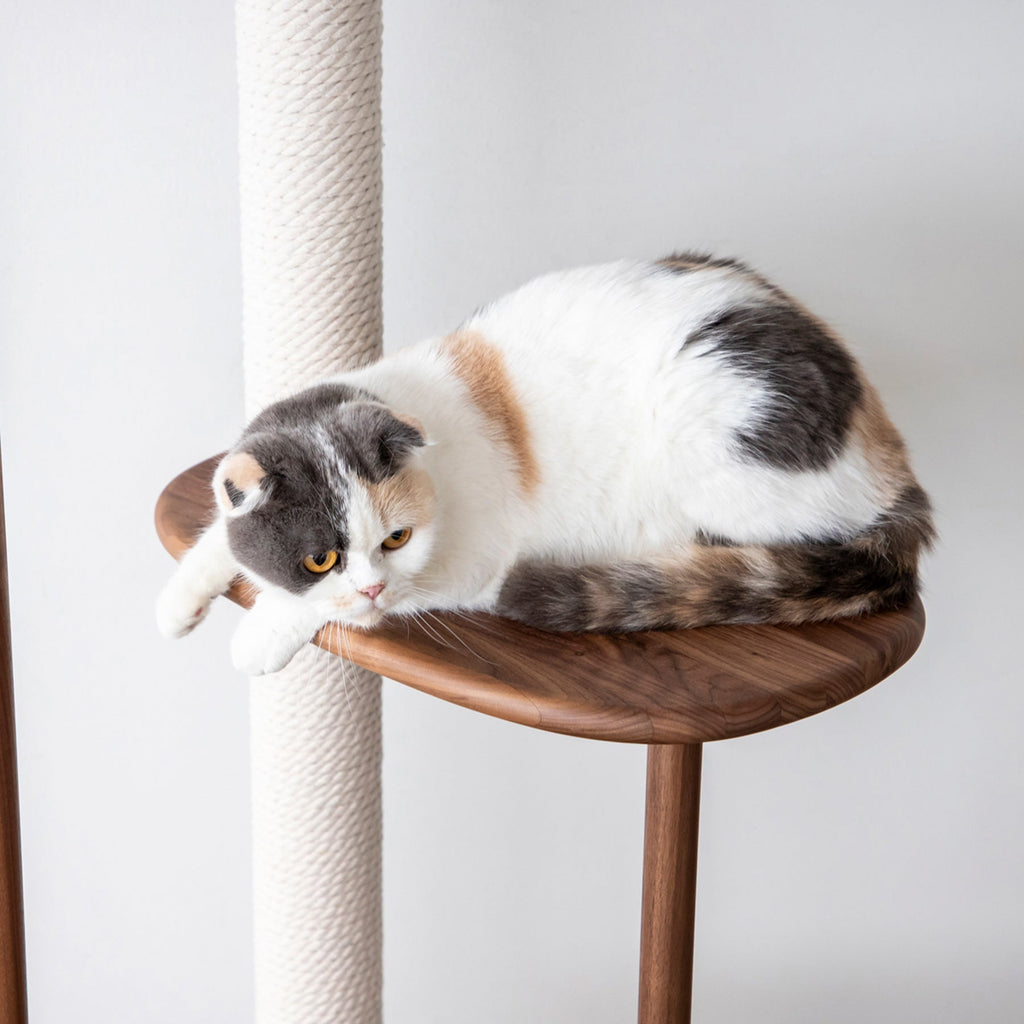 KARIMOKU CAT のミニマルモダンなベージュ×ウォールナットナチュラルカラーのキャットツリー（イメージ4）