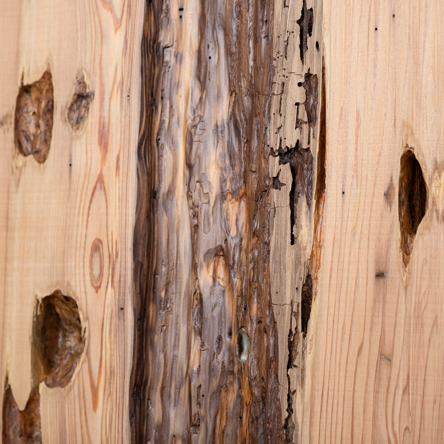 厳選一枚板 / 屋久杉 #0046　1950 × 622 ~ 855 mm
